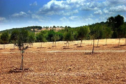 Grundstück in Sant Joan