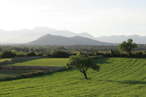 Grüne Landschaft von Mallorca Inselmitte