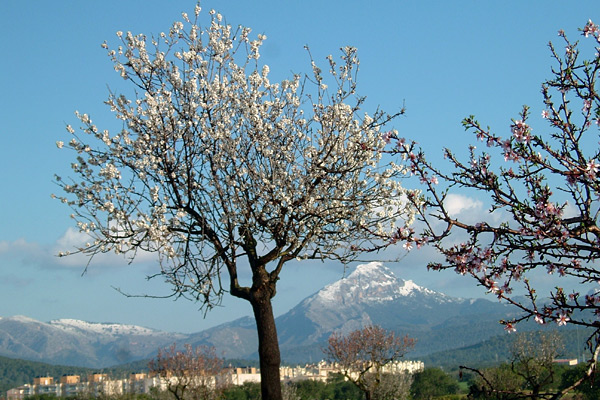 Galatzo auf Mallorca mit Schnee bedeckt