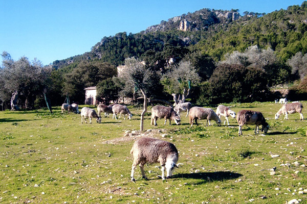 Schafe und Ziegen im Tramuntana Gebirge auf Mallorca