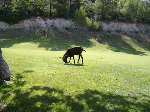 Während der Golfer auf dem Golfplatz Son Termes das Rough zu vermeiden sucht, schätzen es die halbwilden Ziegen sehr. 