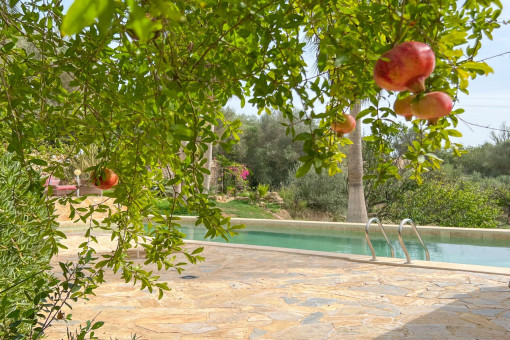 Granatapfelbaum am Pool