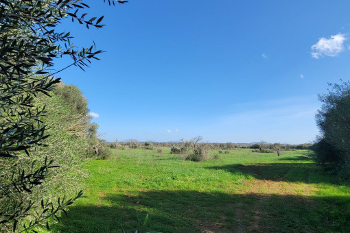 Grundstück mit genehmigtem Fincaprojekt in ruhiger Lage bei Campos