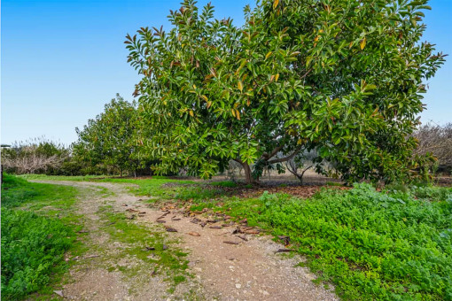 Son Mas Grundstück 2