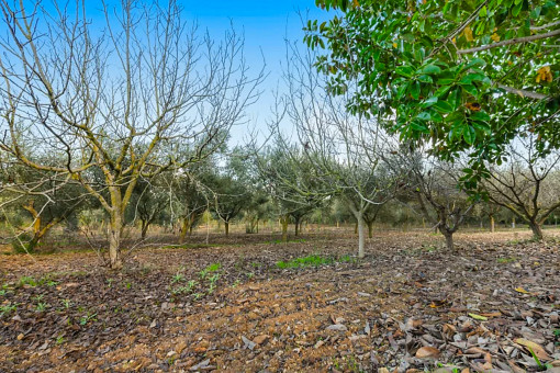 Son Mas Grundstück 2