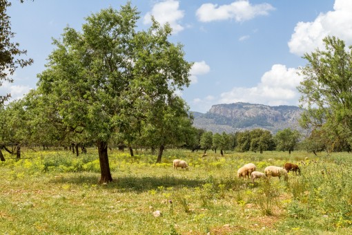 Herrlich schönes Grundstück am Fuße des Tramuntanagebirges in Valldemossa
