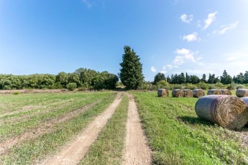 Auffahrt des Grundstücks