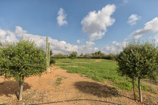 Großer, grüner Garten