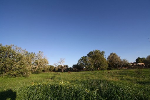 Wunderschönes Baugrundstück für großzügige Finca bei Llucmajor