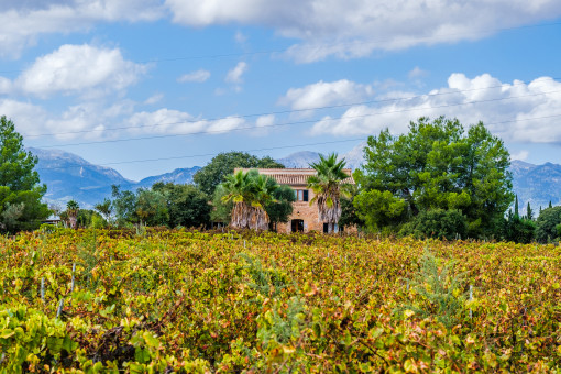 Finca inmitten von Weinreben