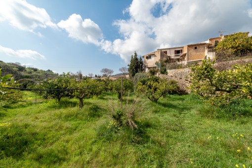 Dorfhaus zum Renovieren mit großem Obstgarten in Alaró