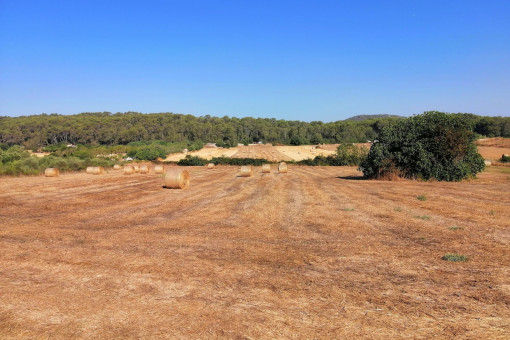 Idyllisch gelegenes Finca-Baugrundstück mit ebenerdigem Basisprojekt zwischen Petra und Sant Joan