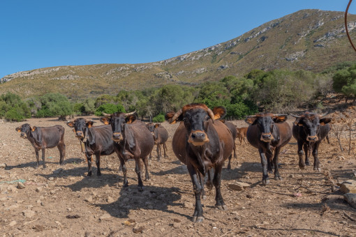 Haustiere inbegriffen