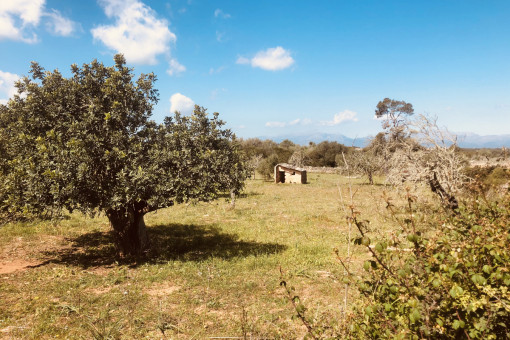 Baugenehmigungsfähiges Fincagrundstück zwischen Santa Margalida und Son Serra de Marina