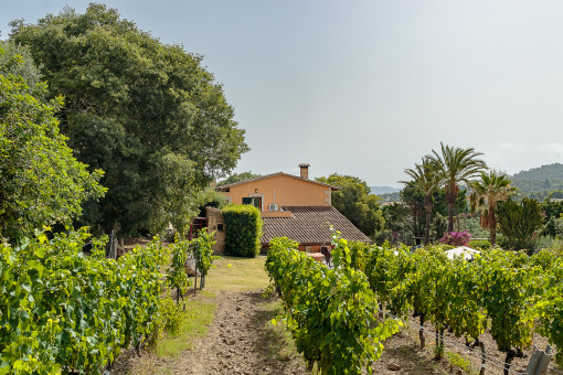 Wunderschöner Weingarten