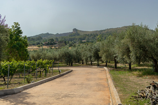 Olivenbaumbestand
