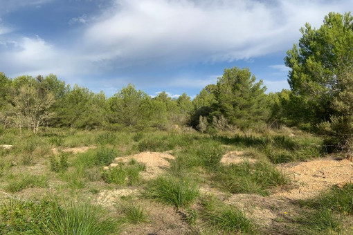 Grundstück mitten in der Natur, 5 Minuten vom Strand von Font de Sa Cala entfernt