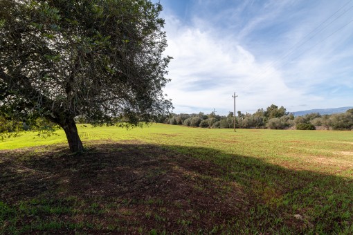 Wunderschönes großes Finca-Baugrundstück mit genehmigten Ausführungsprojekt in der Nähe von Sencelles