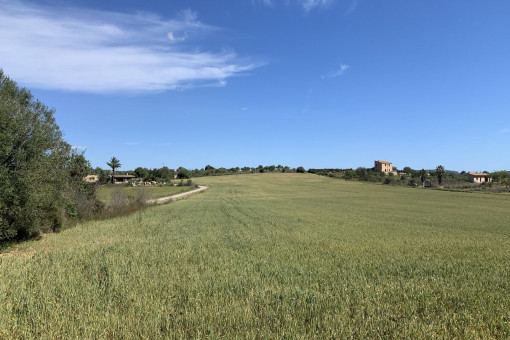 Grundstück mit genehmigtem Projekt für eine Finca mit Infinity-Pool und Südlage in Villafranca de Bonany