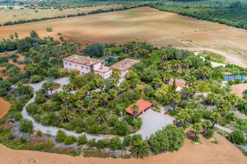 Finca inmitten einer Palmenoase