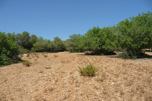 Traumhaftes Grundstück mit Weitblick und genehmigtem Basisprojekt bei Manacor