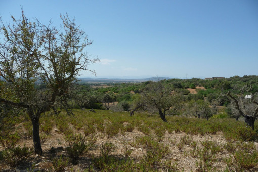 Grundstück in Manacor-Süd zum Kauf