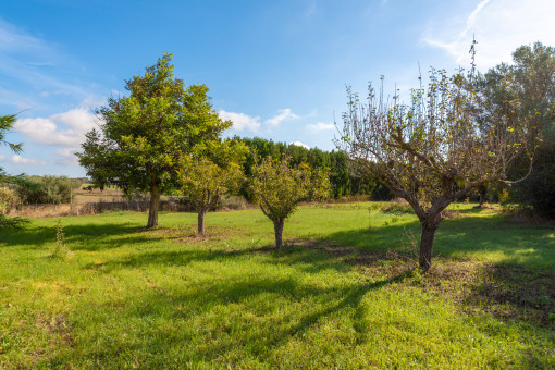 Garten mit Obstbäumen