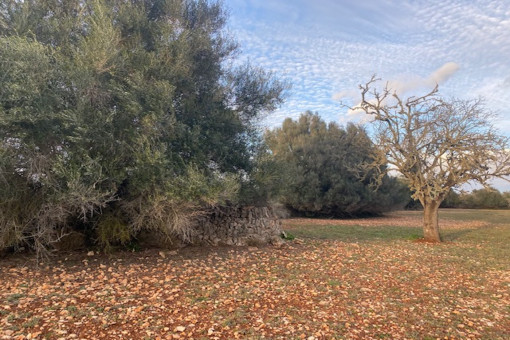 Vista al terreno
