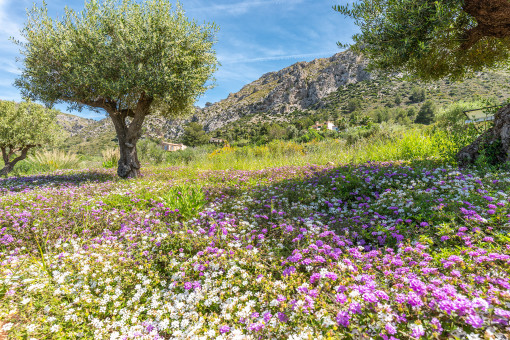 Garten mit Blumenwiese