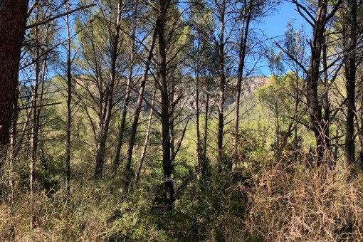 Grundstück mit Projekt inmitten der Natur in Puigpunyent, nur 10 km von Palma entfernt