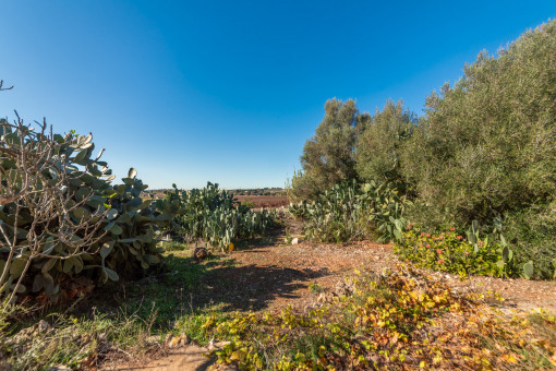 Finca in Santa Margalida 