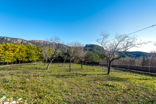 Garten mit Obstbäumen
