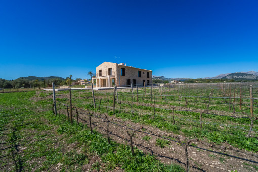 Die Weinreben umrunden die Finca