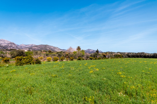 Finca