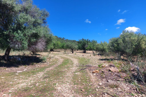 Auffahrt zur Finca