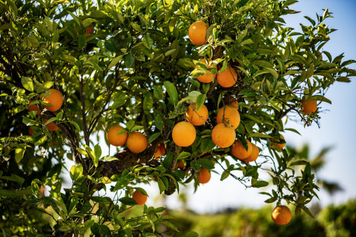 Orangenbaum