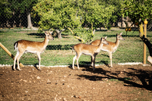 Rehe
