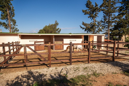 Ponystall