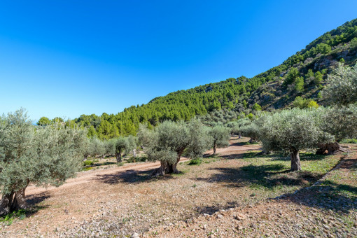 Land