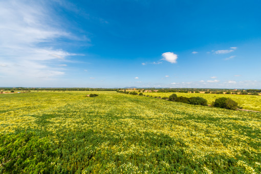 Feld