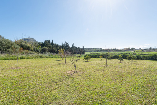 Obstgarten mit Weitblick und junger Bepflanzung