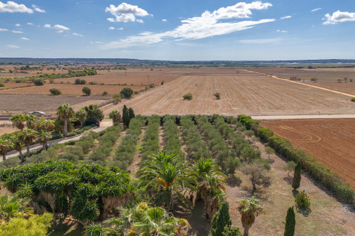 Vielzählige Olivenbäume