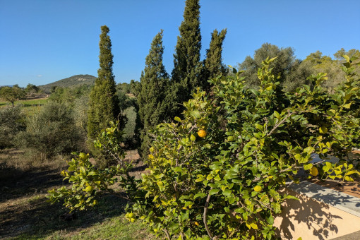 Alter Baumbestand - Obstbäume
