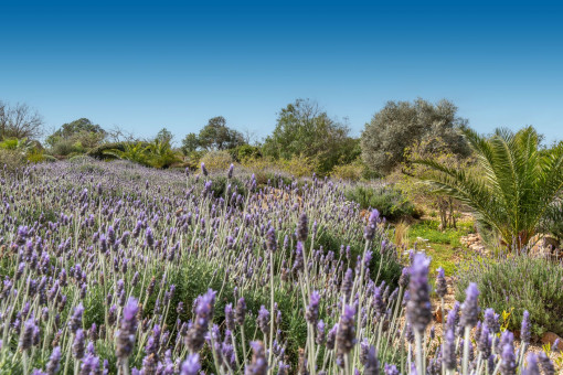 Schöner mediterraner Garten