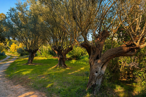 Zufahrt mit Olivenbäumen