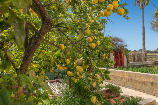 Obstbäume im Garten 
