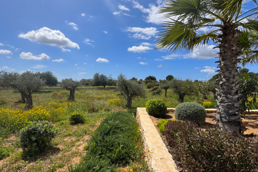 Finca Llucmajor Garten2
