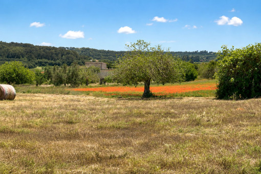 Mediterranes Landschaftsbild mit weitem Blick ins Grüne