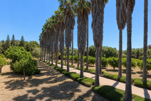 Baumgesäumter Weg mit Gartenlandschaft