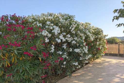 Gartenbereich 